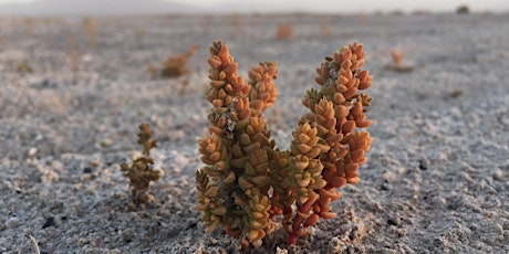 Summer Seminar: Rare Plants of the Amargosa Basin tickets