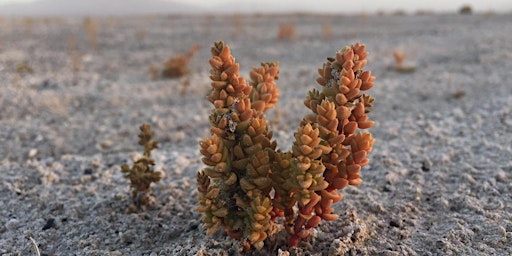 Summer Seminar: Rare Plants of the Amargosa Basin primary image