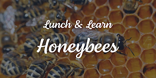 Lunch & Learn: Honeybees