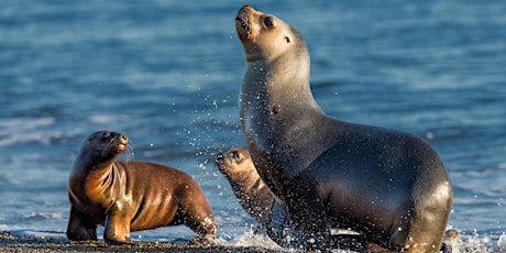 Marine Mammal Monday: What is a Marine Mammal Anyway? tickets