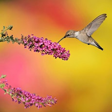 LIVE STREAM: Our Favorite Hummingbird Attracting Plant of the Week with Sar tickets