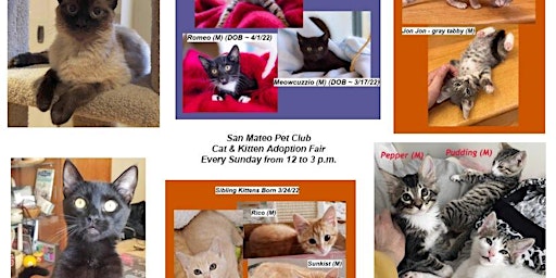 San Mateo Pet Club Cat/Kitten Adoption Fair this Sunday is Cancelled