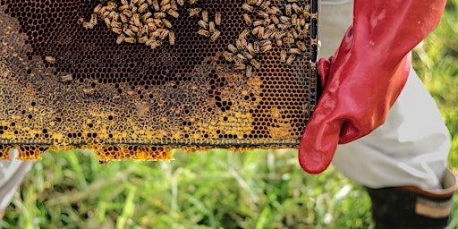 Beekeeping 101 - Intro to Beekeeping