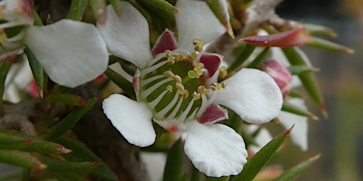 Hauptbild für Annangrove Park Bushcare Group (1st Sunday of the month 9am - 12pm)