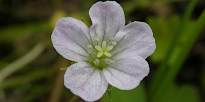 Stevenson Creek Bushcare Group (1st Sunday of the month 9am - 12pm) primary image