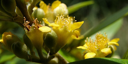 Imagem principal do evento Platypus Bushcare Working Bee (3rd Sunday of the month 9am - 12pm)