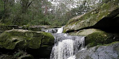 Mill Drive Bushcare Group (2nd Sunday of the month 1pm - 4pm) primary image