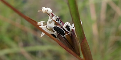 Imagem principal de Castle Hill Heritage Park Bushcare (4th Sunday of the month 9am - 12pm)