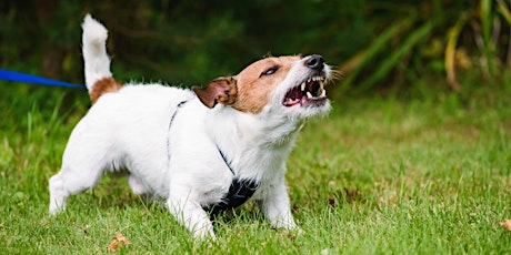 Crazy to Calm - A Course for Reactive Dogs