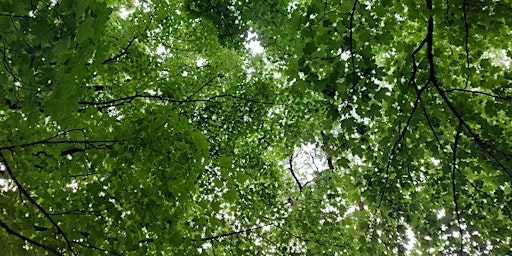 Woodland Walk In Black Moss Covert