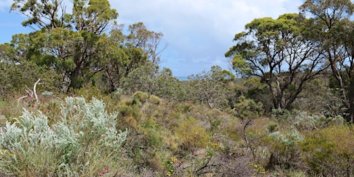 Woodland Wandering: Guided Flora Walk in the Kings Park Bushland