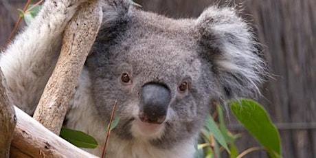 All about Koalas tickets