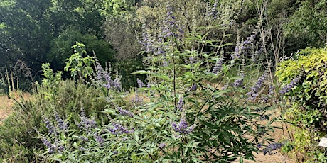Visite de l'été du Jardin : "Les plantes médicinales du Jardin" billets