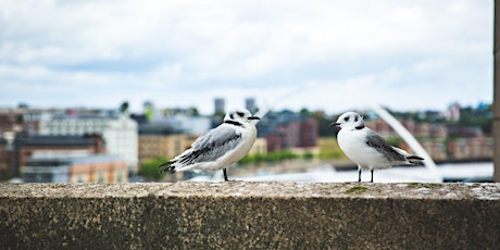 In conversation with Kit Jewitt | Tyne Kittiwakes and beyond tickets