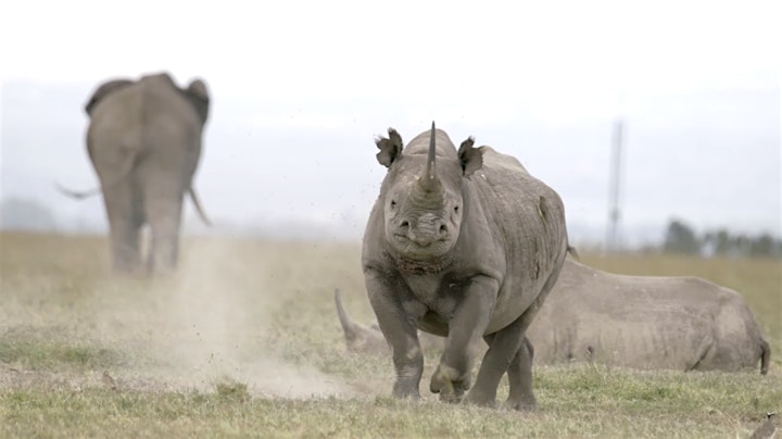 Global Gala for Rhinos 2022 image