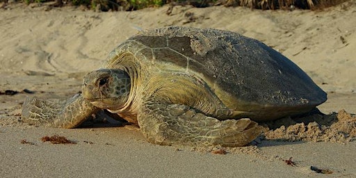 Sea Turtles of Florida  primärbild