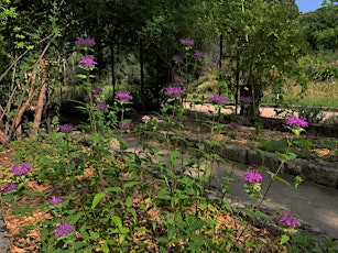 Visite de l'été du Jardin : "Les collections végétales du Jardin"