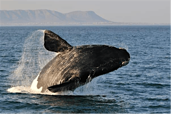 WILDLIFE SPECIAL: Australian Whale Spotting tickets