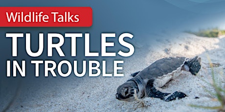 Wildlife Talk - Turtles in Trouble - Maryborough Library tickets