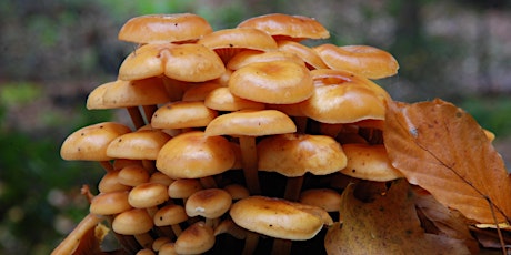 Primaire afbeelding van Gezwam over paddenstoelen