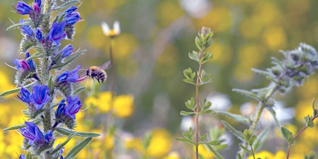 An Introduction to Pollinating Insects tickets