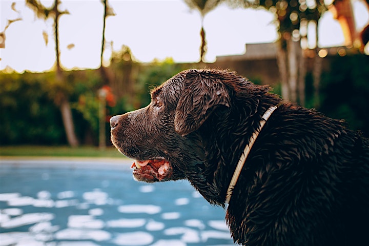 Keep your dog cool in the summer image