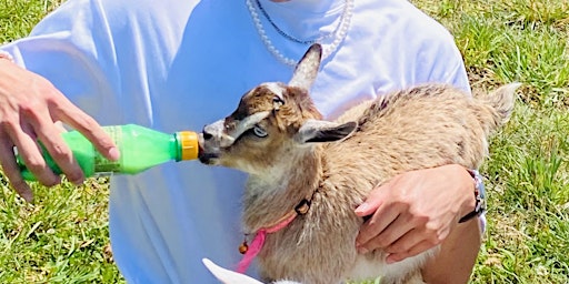 Baby Goat Bottle Feeding & Snuggle Discount