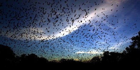 Bats, Birds and Barbecue primary image