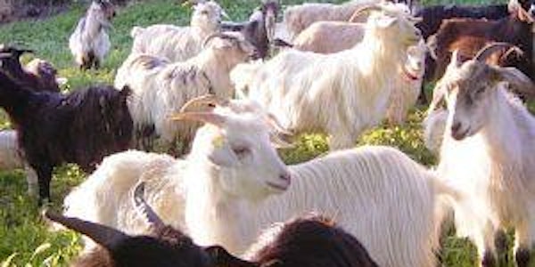 International  Cashmere Goat Workshop 