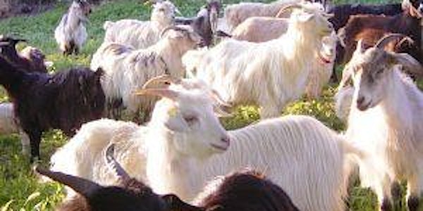 International Cashmere Goat Workshop