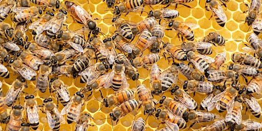 1-4pm  Jul.9: Bee Keeping 102 Class-Pahrump