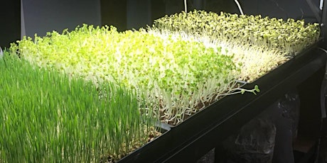 Lettuce $15 Tell Them They're Dreaming! Nutritional Microgreens In 10 Days tickets