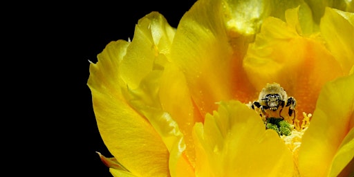 It's Complicated: Native Bees and Their Flowers