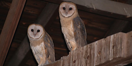 Owls of the Mid-Atlantic States