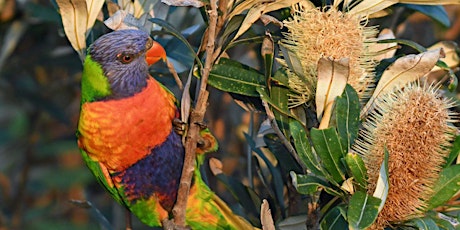 Bird-friendly gardening talk and plant swap | Narooma tickets