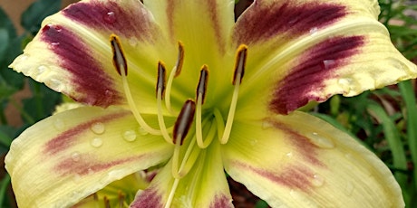 Albuquerque Daylily Society Flower Show/Sale - FREE Show - plus Plant Sale tickets