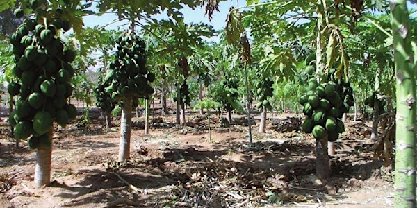L’agro-écologie est-elle une pièce maîtresse du développement agricole au S...