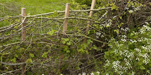 Discover our Woodlands: hedgerows