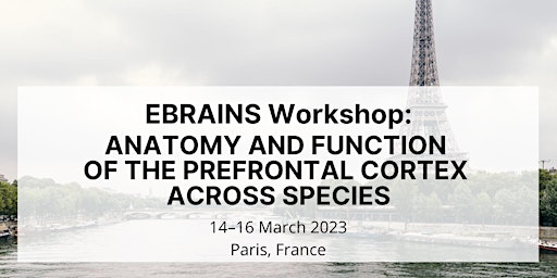 EBRAINS Workshop: Prefrontal cortex across species