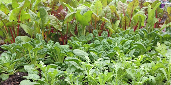 Create a lunchtime salad garden