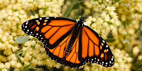 Life Story of the Magnificent Monarch
