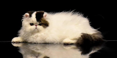 Skyway Cat Club Cat Show - September 17-18, 2022 - Open to the Public