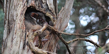 Spring Outdoors Possum Prowl