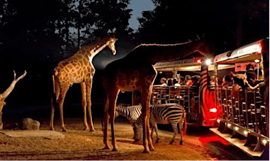 Night Safari Adventure in Wildlife Paradise tickets