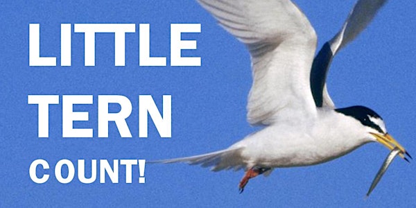 The Big Little Tern Count!