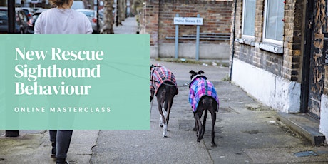 New Rescue Sighthound Behaviour Masterclass