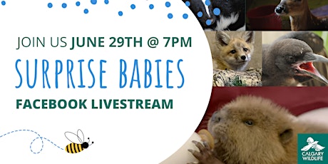Calgary Wildlife June Baby Shower Livestream: Surprise Babies tickets