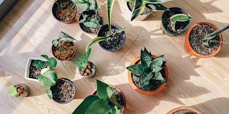 Green Thumbs: Indoor plant swap