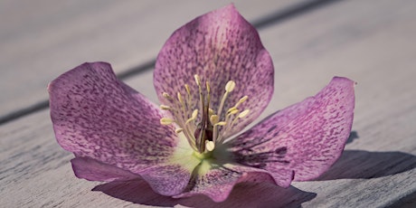 Flower Meditation for Bliss and Relaxation tickets
