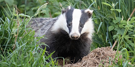 Whispers from the Woods & Wilds: Badger tales with Allison Galbraith tickets